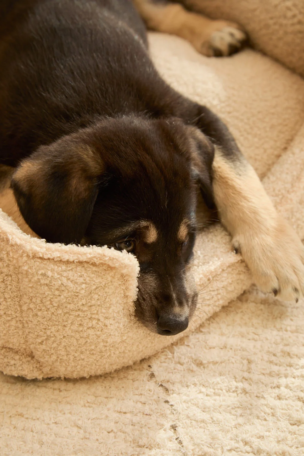 Cama desenfundable cruda para mascotas Taico - Image 5