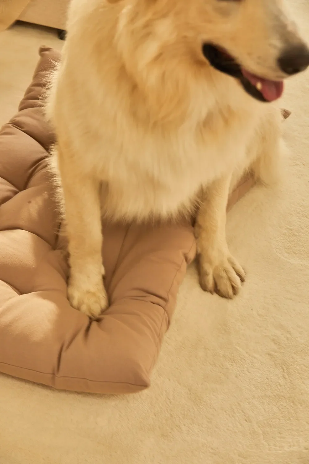 Cama para mascotas acolchada de algodón piedra Gavema - Image 4