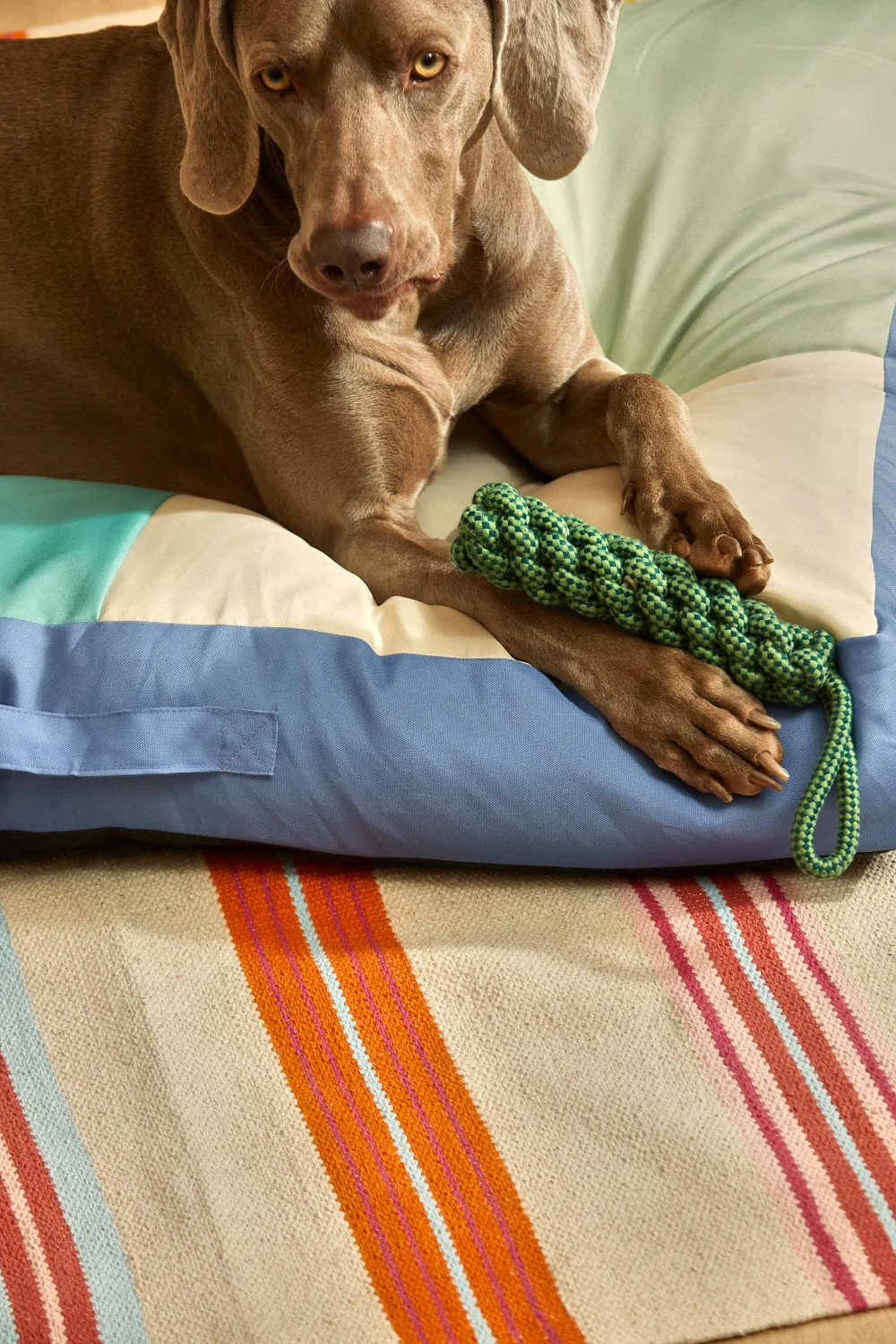 Juguete para mascotas con tirador cuerda verde Buby - Image 4