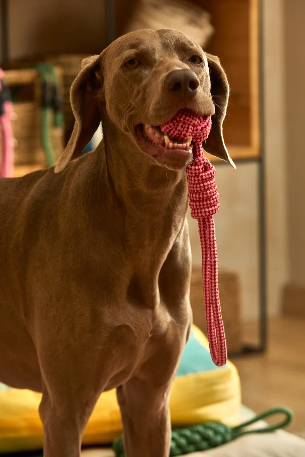 Juguete para mascotas con tirador pelota rosa Buby - Image 6