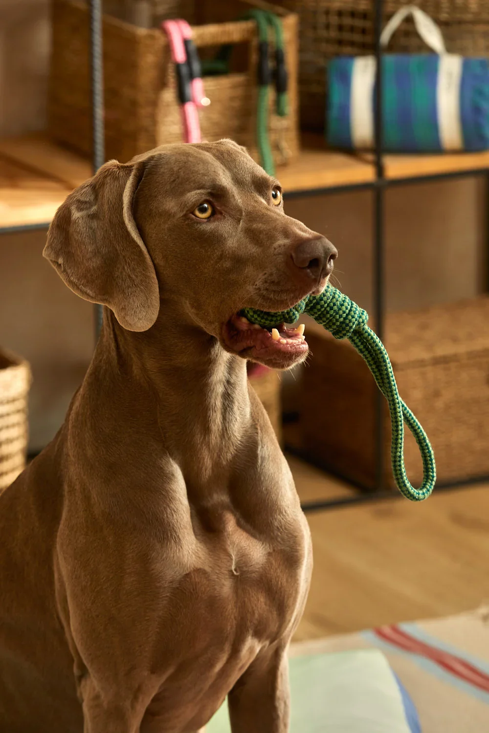 Juguete para mascotas con tirador pelota verde Buby - Image 4