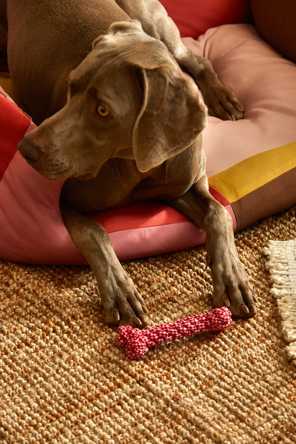 Juguete para mascotas hueso rosa Buby - Image 4