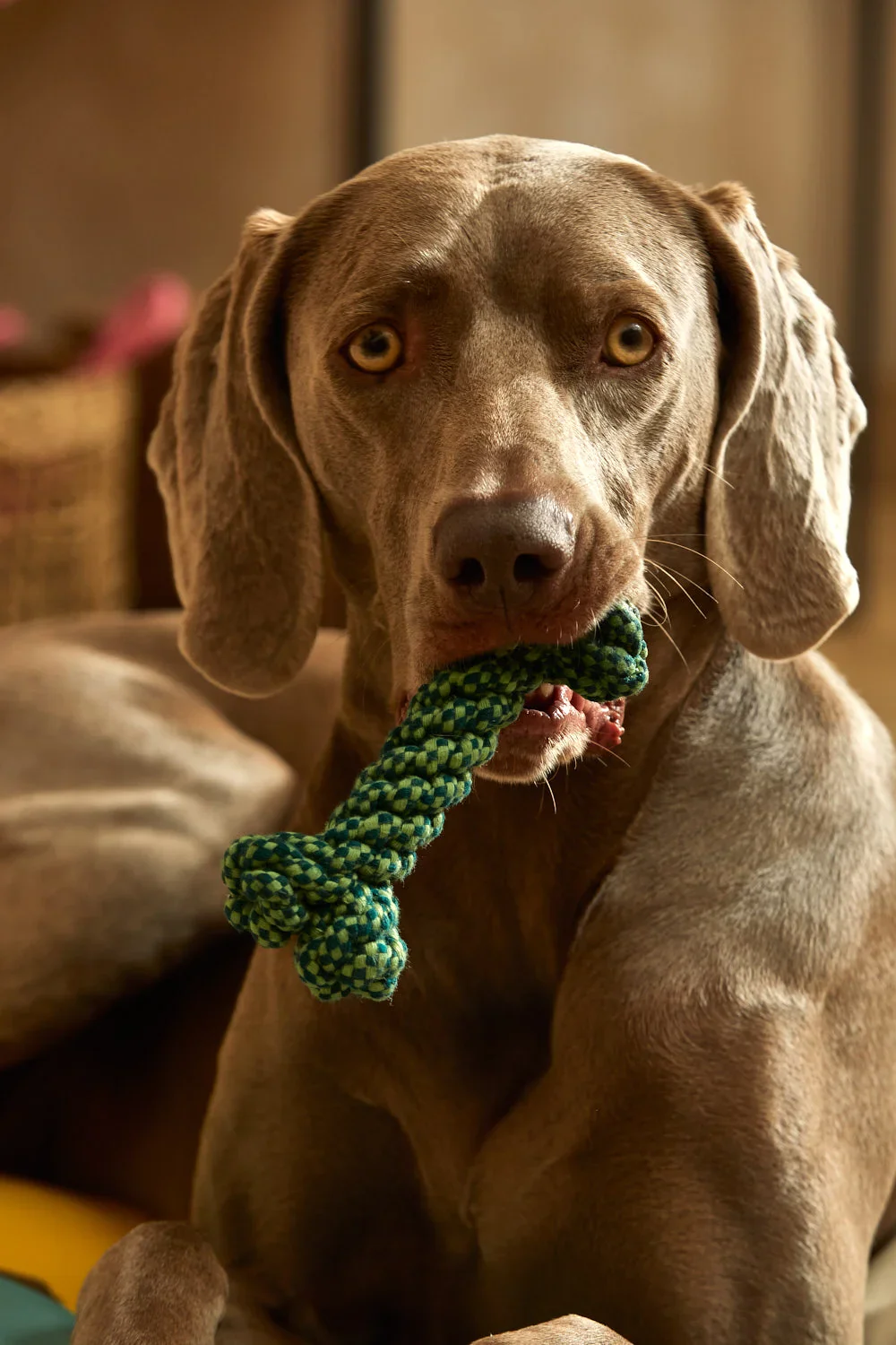 Juguete para mascotas hueso verde Buby - Image 5